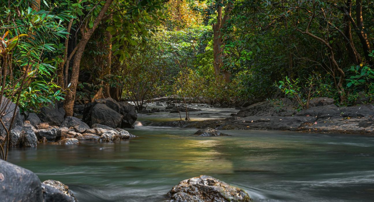 nature environment 10337623