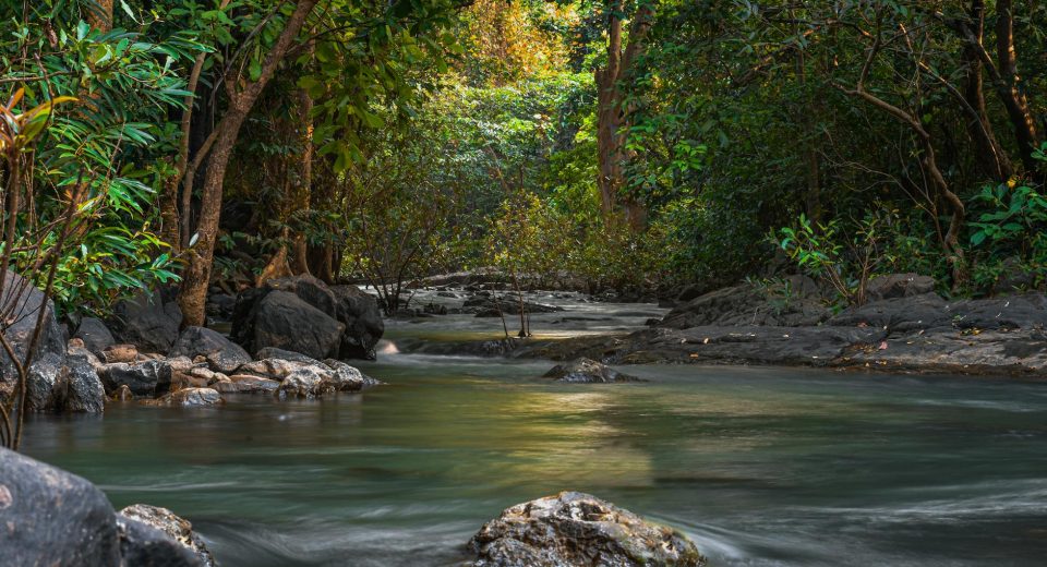 nature environment 10337623