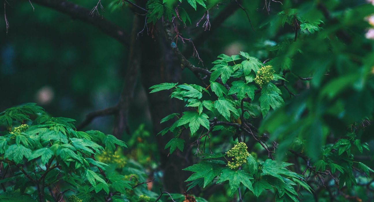 nature environment 37563785
