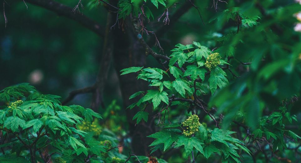 nature environment 37563785